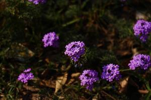 plantas com flores coloridas brilhantes no jardim ao ar livre em karachi paquistão 2022 foto