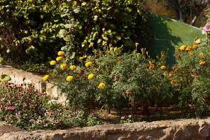 plantas com flores coloridas brilhantes no jardim ao ar livre em karachi paquistão 2022 foto