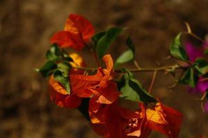 plantas com flores coloridas brilhantes no jardim ao ar livre em karachi paquistão 2022 foto