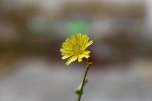 plantas com flores no jardim ao ar livre em karachi paquistão 2022 foto