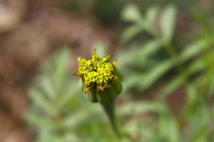 plantas com flores no jardim ao ar livre em karachi paquistão 2022 foto