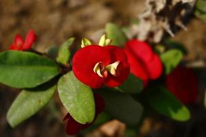 plantas com flores no jardim ao ar livre em karachi paquistão 2022 foto