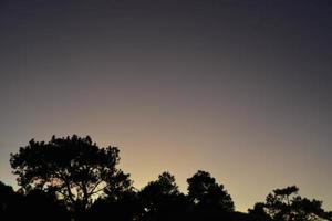 céu da hora do pôr do sol e sombra do pinheiro. foto