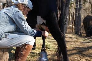 trabalhadora rural ordenhando as vacas foto