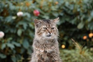 lindo retrato de gato, gato olhando para a câmera foto