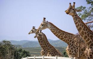 girafa no zoológico nacional, tailândia foto