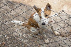 cachorro atrás da cerca de ferro foto