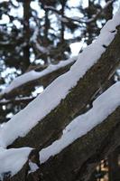 árvores cobertas de neve em uma floresta perto de nagano, japão foto