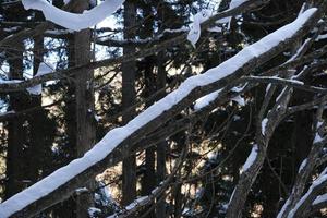 árvores cobertas de neve em uma floresta perto de nagano, japão foto