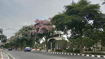cidade de magelang indonésia com flores tabebuya foto