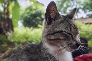 close-up de um lindo gato listrado cinza. foto