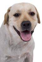 retrato do cão pastor caucasiano branco foto