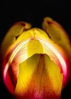 feche a fotografia de flor macro de tulipa amarela e vermelha brilhando por dentro foto