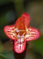 fotografia macro de flor vermelha com fundo desfocado foto