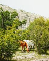 lindos dois cavalos majestosos marrons brancos juntos comem grama na primavera. Parque Nacional Vashlovani na Geórgia foto