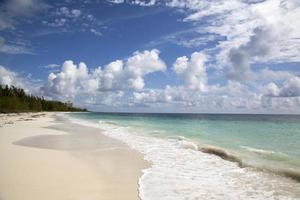 praia de corais da ilha grand bahama foto