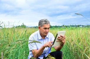 homem idoso asiático segura tablet e usa-o para tirar fotos de arroz e armazenar arroz crescendo no meio do arrozal, foco suave.