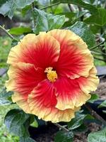 flor de hibisco vermelho laranja amarelo com folha verde foto