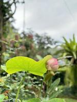 flor de lótus rosa com folha verde foto