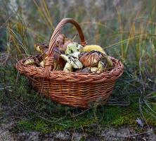 cogumelos selvagens comestíveis em uma cesta de vime marrom foto