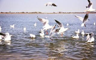 um bando de gaivotas voando sobre a superfície do mar foto