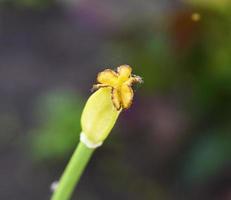 tulipa de pilão no caule foto