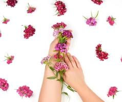 mãos femininas com pele lisa e clara e botões de um cravo turco em flor foto