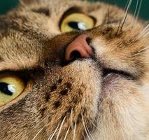 retrato de um gato cinza escocês de orelha reta adulto, animal olha para a câmera foto