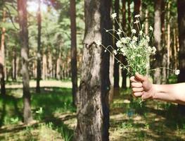 buquê de camomilas brancas de campo em uma mão masculina foto