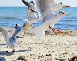 bando de gaivotas na praia foto