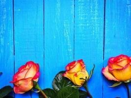 três rosas amarelo-vermelhas em um fundo azul de madeira foto