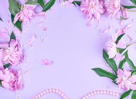 flor de peônia rosa e pétalas espalhadas em um fundo rosa foto