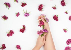 mãos femininas com pele lisa e clara e botões de um cravo turco florescente em um fundo branco foto