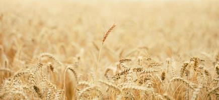 campo com espigas de trigo maduras amarelas em um dia de verão, foco seletivo foto