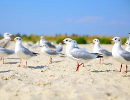 bando de gaivotas brancas foto