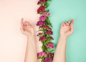 duas mãos femininas com pele lisa e clara e botões de um cravo turco em flor foto