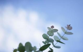ramo de eucalipto contra o fundo do céu azul. folhas. cyneria eucalipto. foto