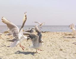 gaivotas na praia em um dia de verão foto