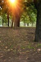 parque com árvores ao sol, ucrânia foto