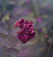 uma rosa vermelha escura florescendo no jardim foto