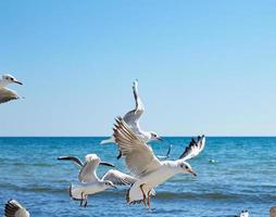 bando de gaivotas na praia foto