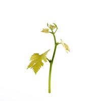 jovem broto de uvas com folhas verdes sobre um fundo branco foto