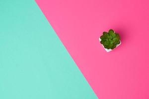 pote de cerâmica branca com planta em um fundo verde rosa foto