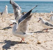 bando de gaivotas na praia foto