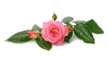 botão de rosa rosa florescendo com folhas verdes em um fundo branco, linda flor foto