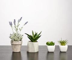 potes de cerâmica com plantas em uma mesa preta, fundo branco foto