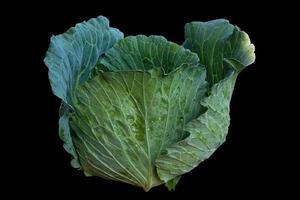 repolho de cabeça isolado em fundo preto. é um vegetal rico em fibras e contém muitas vitaminas. pode ser usado para cozinhar quase todos os menus. foco suave e seletivo.