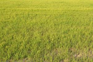 belo arroz verde na entressafra para produzir um preço alto foto