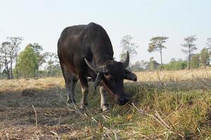 búfalo tailandês andando e pastando nos campos de arroz foto