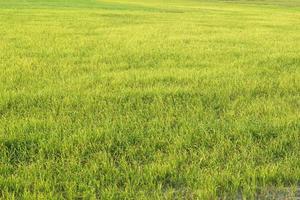 belo arroz verde na entressafra para produzir um preço alto foto